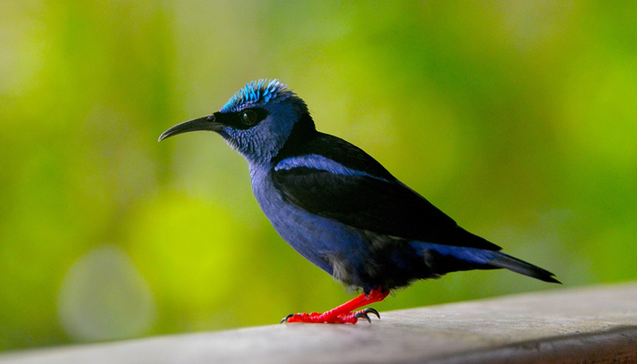 El avistamiento de aves, una manera de aprovechar la biodiversidad  colombiana | PROCOLOMBIA