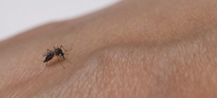 Últimas investigaciones afirman que los mosquitos no transmiten el covid-19