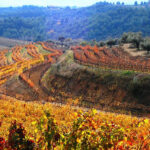 España, el país con más viñedos en el mundo