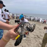 200 tortugas marinas volvieron su hogar gracias a Utadeo